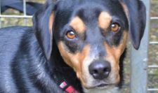 Verein aktiver Tierfreunde - Vermittlung Hunde