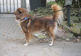 Cooper