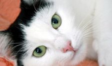 Verein aktiver Tierfreunde - Vermittlung Katzen