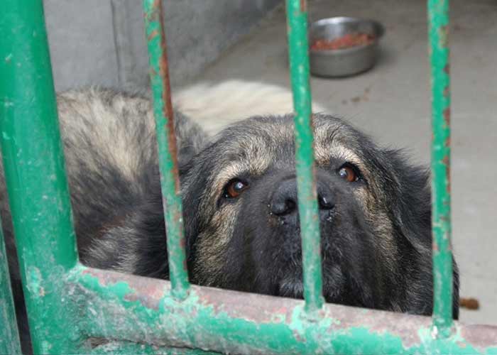 2 traurige Fellnasen