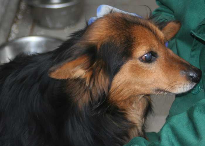 2 traurige Fellnasen