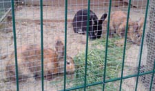 Verein aktiver Tierfreunde - Vermittlung Kleintiere